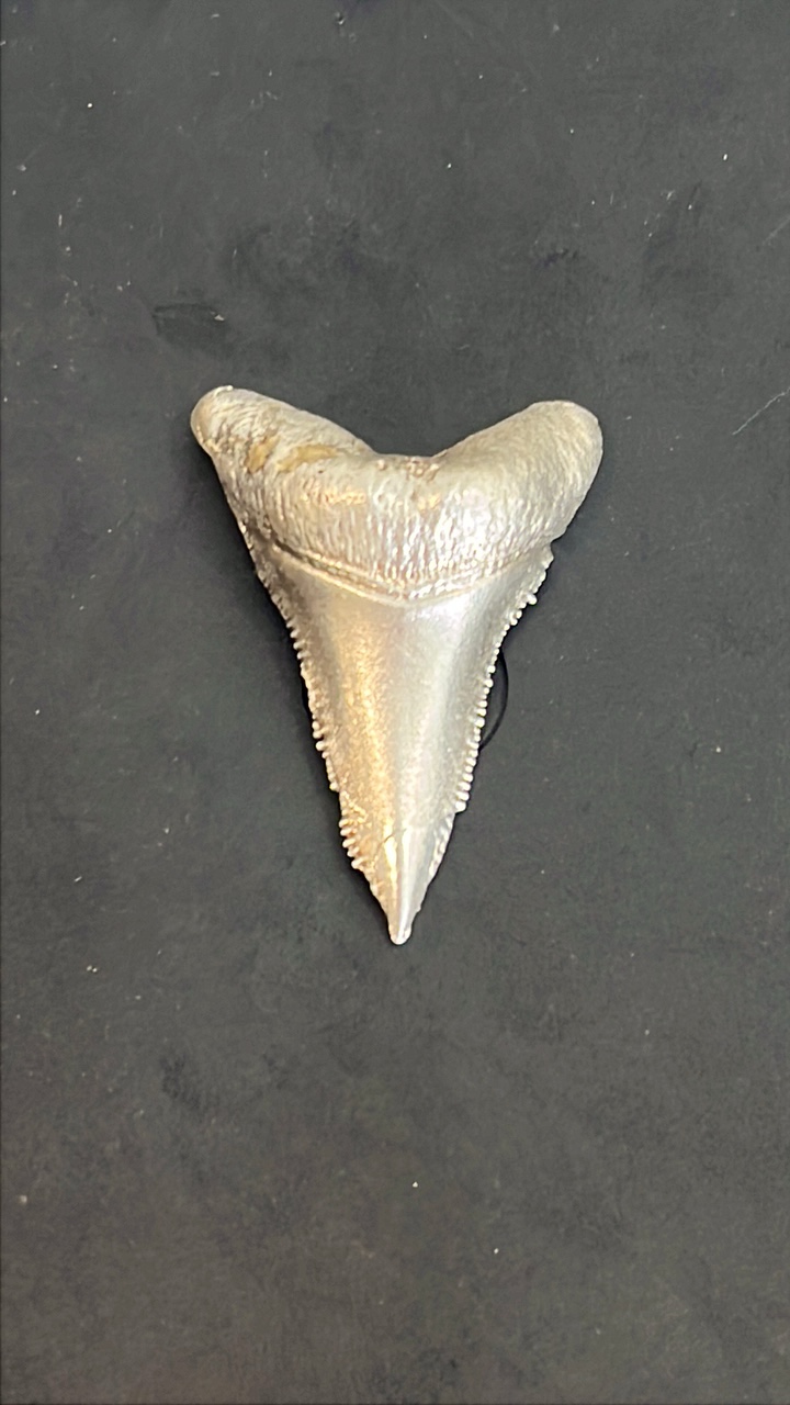 lot 30 image: Pure Silver 999 Fine Cast Shark Tooth