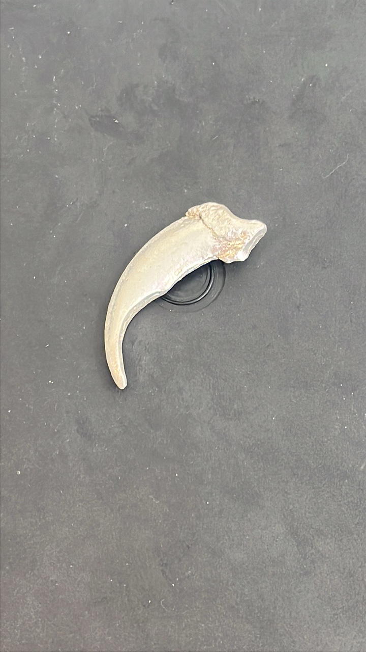 lot 31 image: .999 fine silver cast into a bear claw