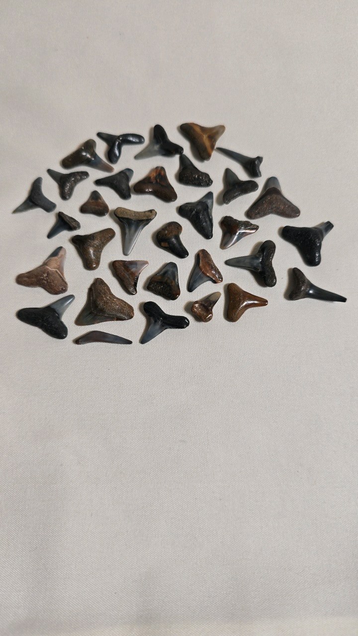 lot 49 image: FOSSILIZED, SHARK TEETH.