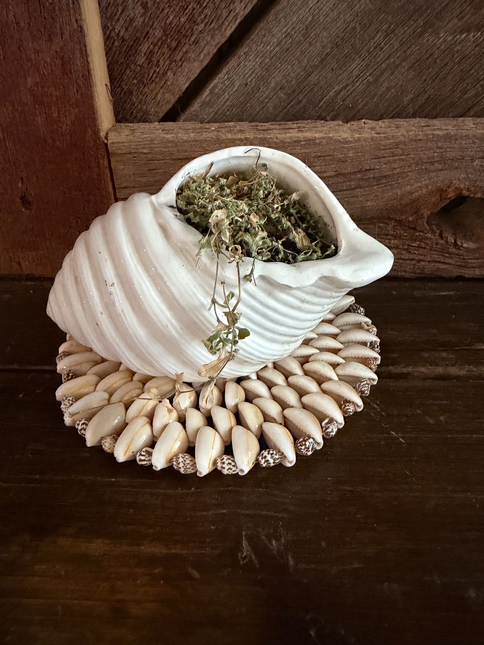 Shell W Plant & Shell May