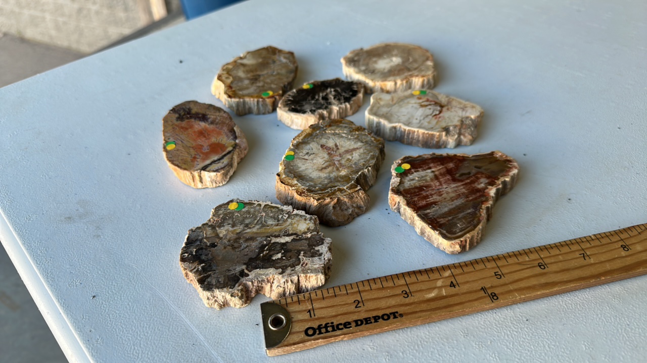 Petrified Wood Agate Slab Specimen 3-4 Inches (Lot of 8)