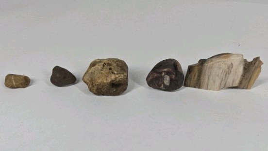 Mixed Stone and Petrified Wood Lot