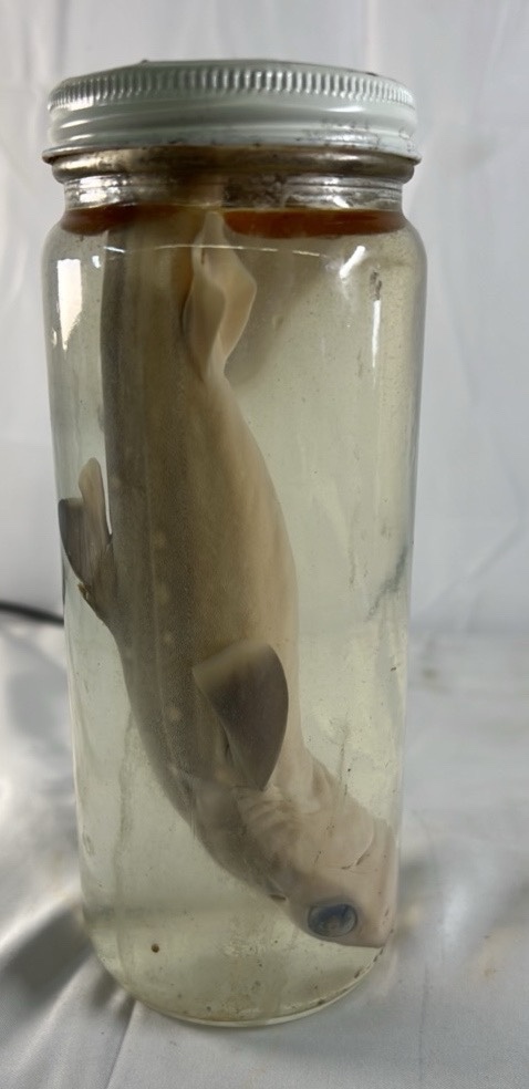 Preserved Shark Specimen in Glass Jar