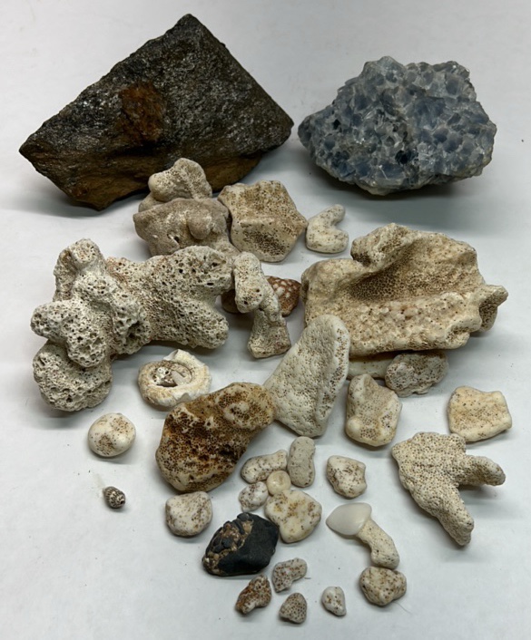 Natural Coral Specimens Lot of 20 Ocean Coral Pieces Mixed Stone Rock Collection