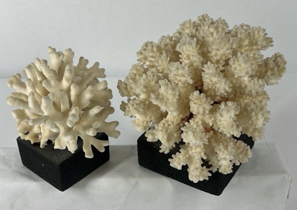Natural White Coral Specimen Decorative Reef Coral on Black Base