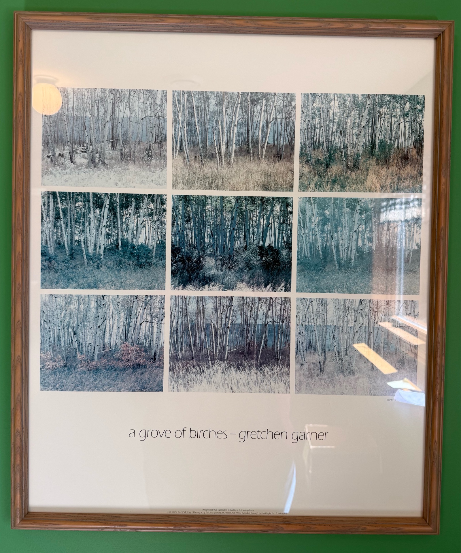 A Grove of Birches