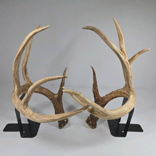 Whitetail Deer Antlers 12 Point Rack With Sticker Points Large Heavy Mass Wide Set - 148 34  spread