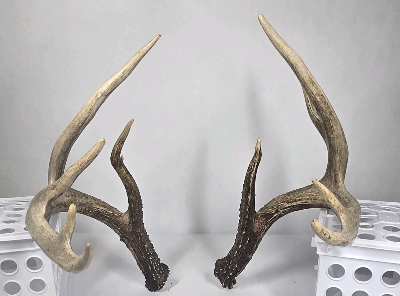 Whitetail Deer Antlers 10 Point Rack Heavy Mass Tall Beams Curved Tips - Combined (without spread) 122 12