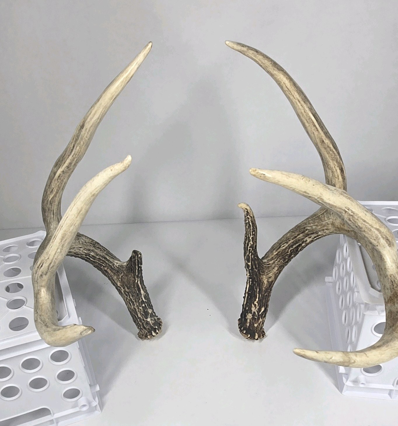 Whitetail Deer Antlers 8 Point Rack Tall Beams Moderate Mass Curved Frame - Combined (without spread) 110