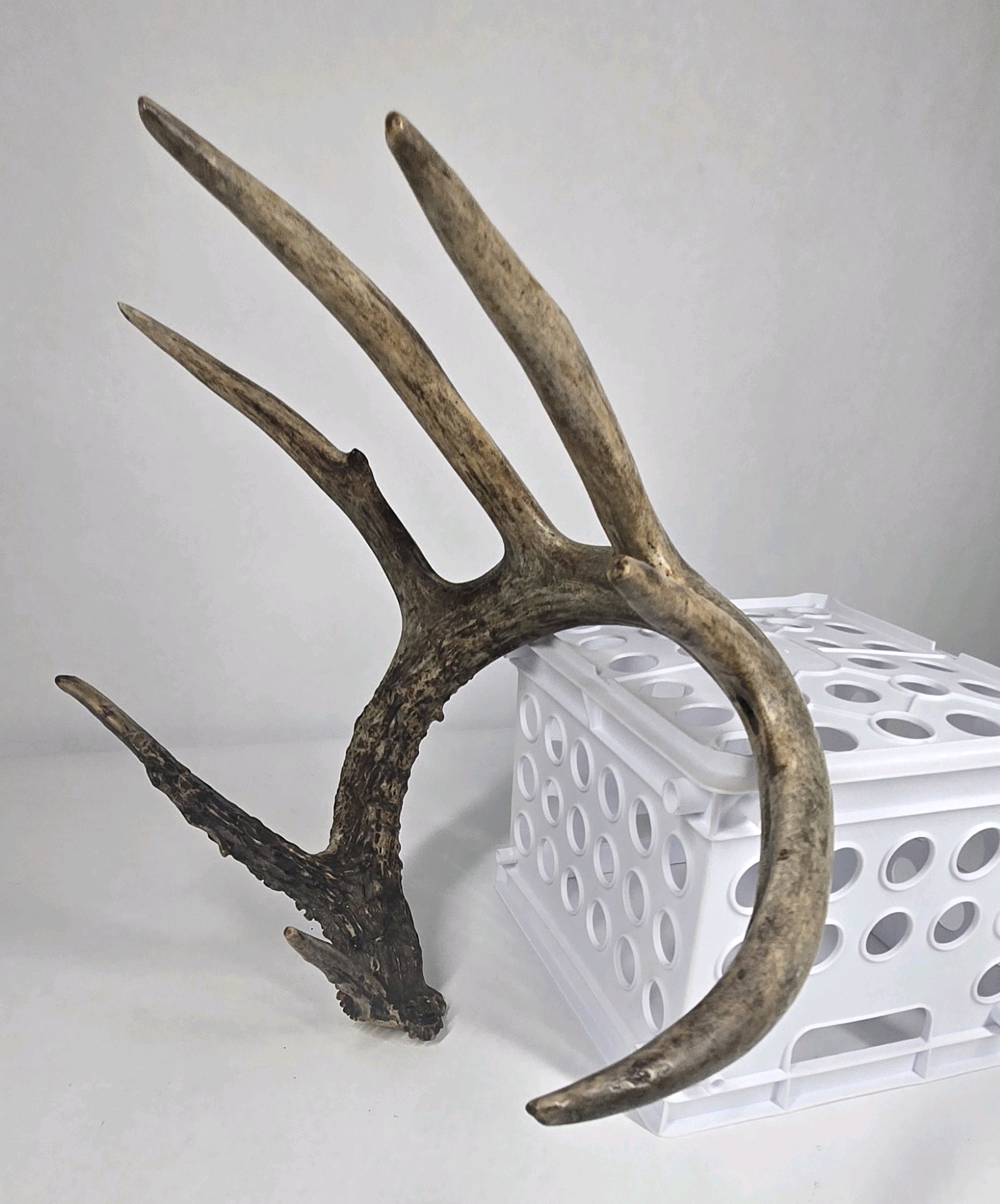 Whitetail Deer Antler 7 Point Side Heavy Mass Long Tines Sticker Point - Combined (without spread) 76 14