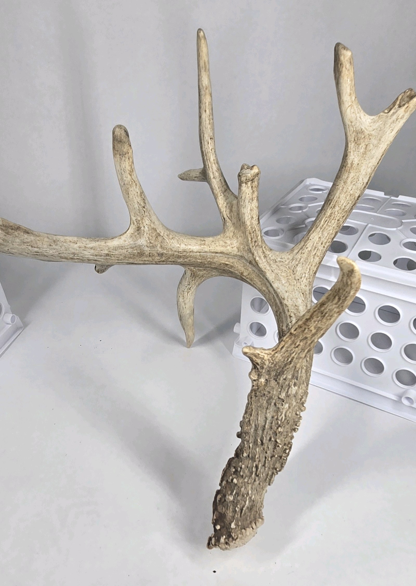 Whitetail Deer Antler 9 Point Side Heavy Mass Multi Tine Character - Combined (without spread) 74 14