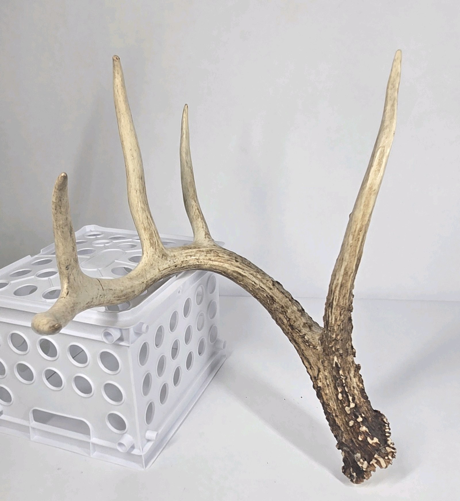 Whitetail Deer Antler 5 Point Side Long Beam Tall Brow Tine - Combined (without spread) 63 14