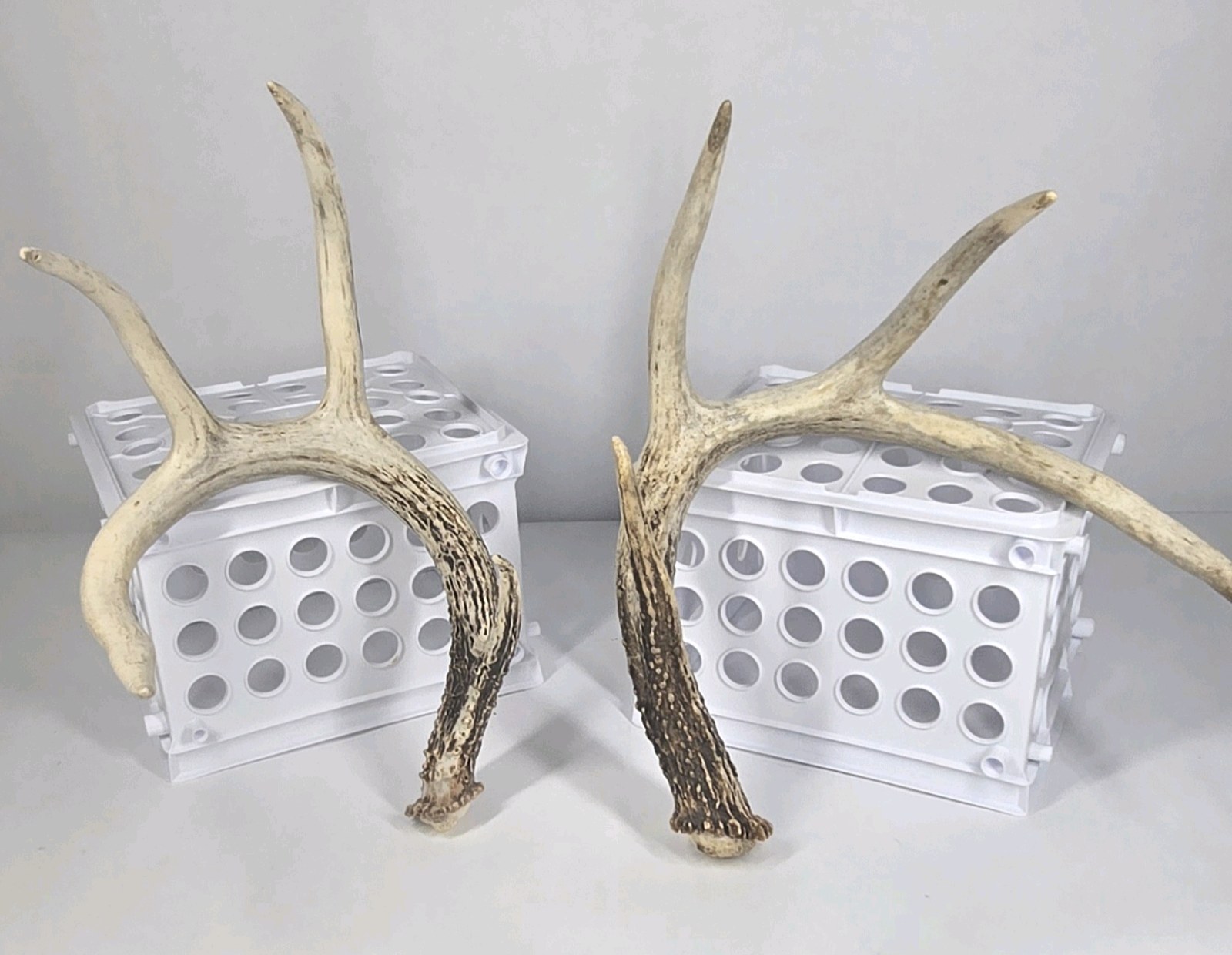 Lot of 2 Whitetail Deer Antler Sheds 4 Point Sides Long Beams - This is not a set