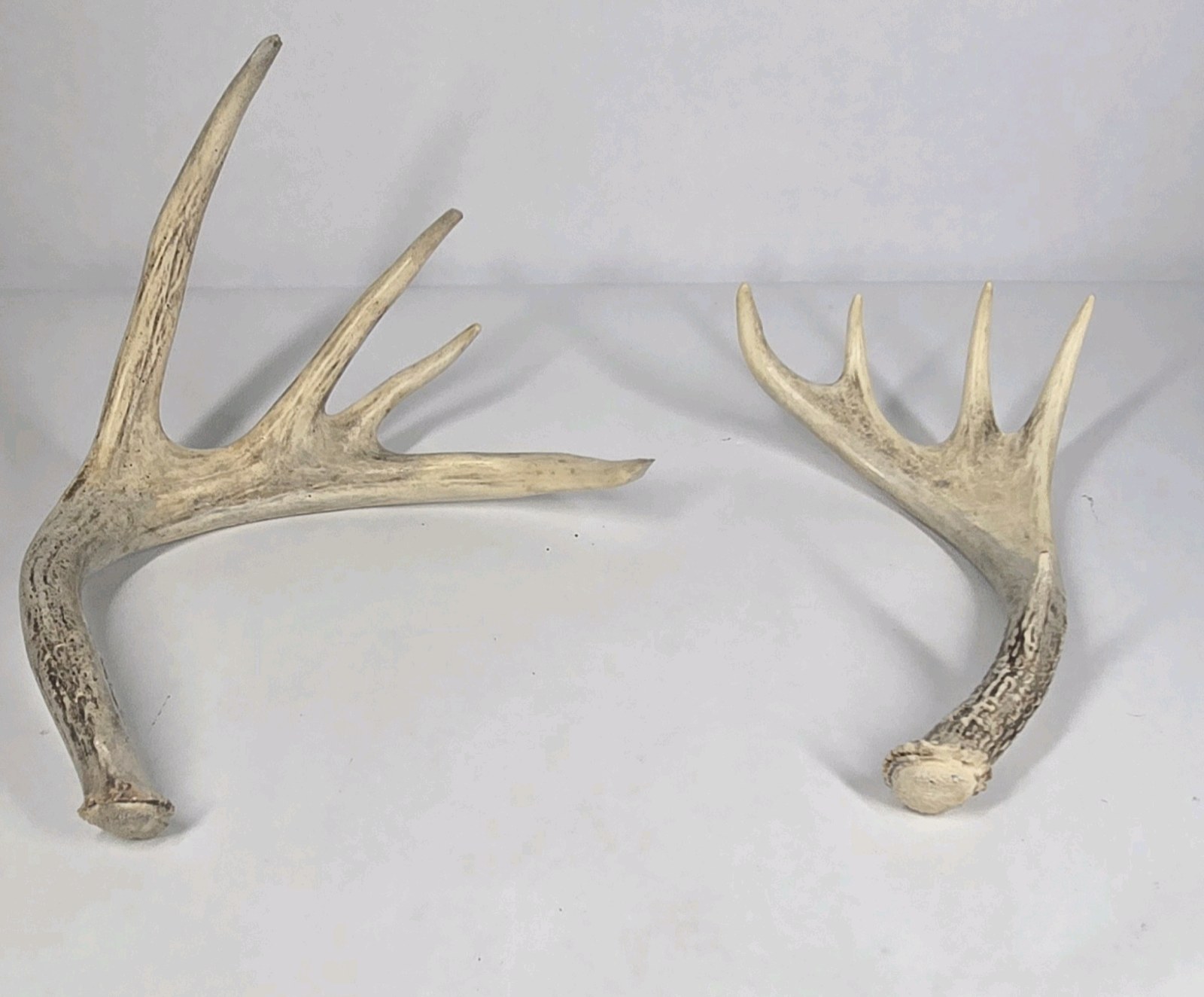 Lot of 2 Whitetail Deer Antler Sheds Palmation Heavy Beam Long Tines