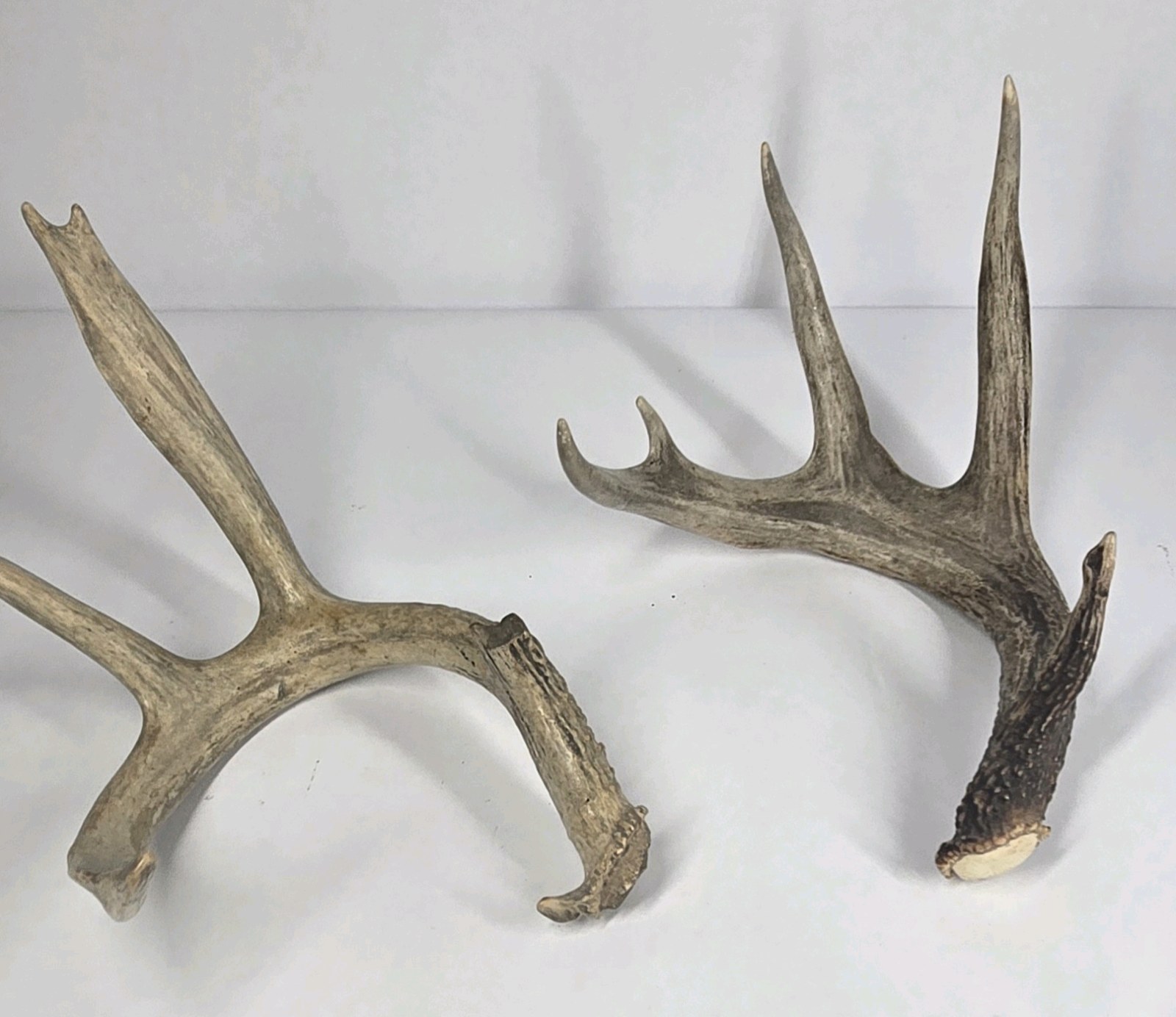 Lot of 2 Whitetail Deer Antler Sheds Long Beams Mixed Points Natural Character