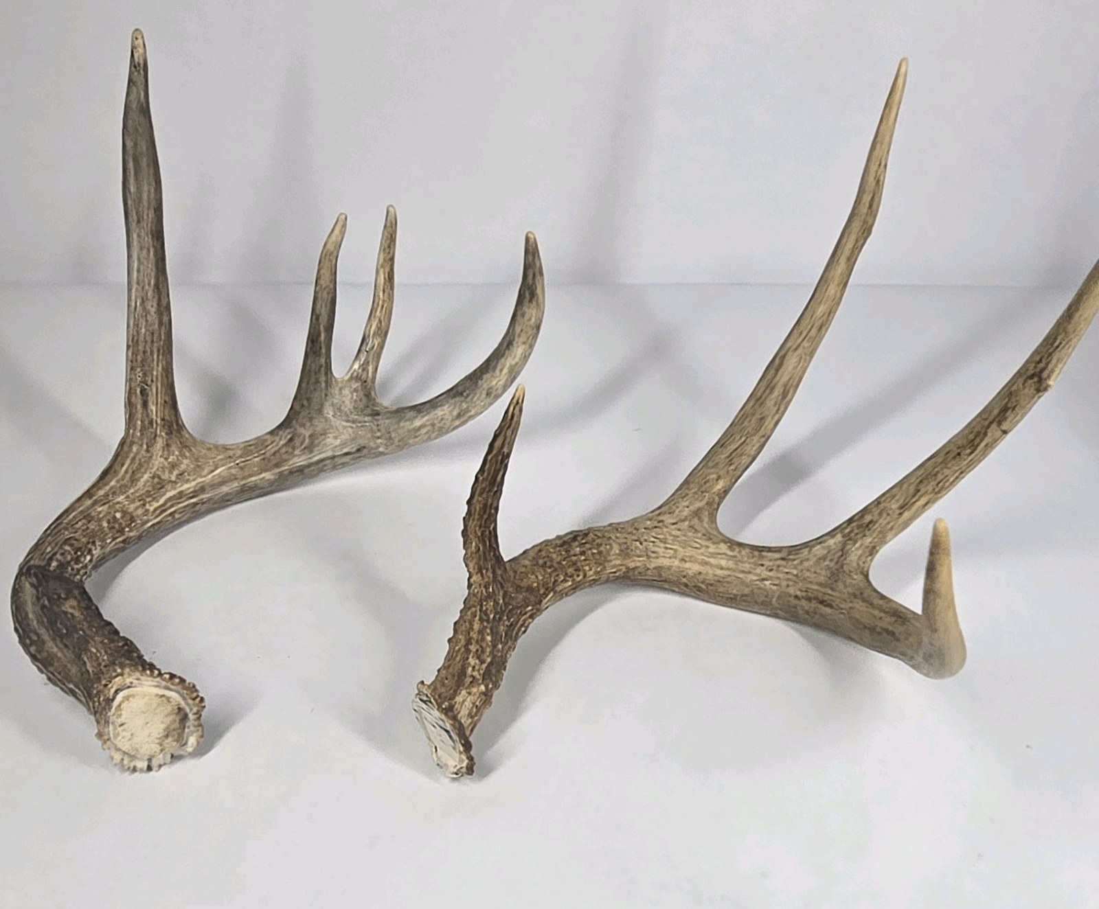 Lot of 2 Whitetail Deer Antler Sheds 5 Point & 4 Point Long Beams Curved Frame
