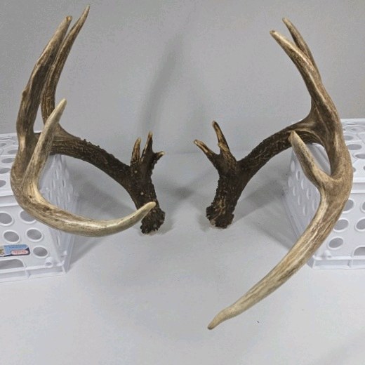Whitetail Deer Antlers 12 Point Double Triple Crown Rack Heavy Mass Wide Set- approx 135  Spread