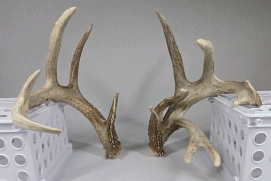 Whitetail Deer Antlers 9 Point Rack 7x5 Set Heavy Mass Long Tines Character Rack - Combined (without spread) 135