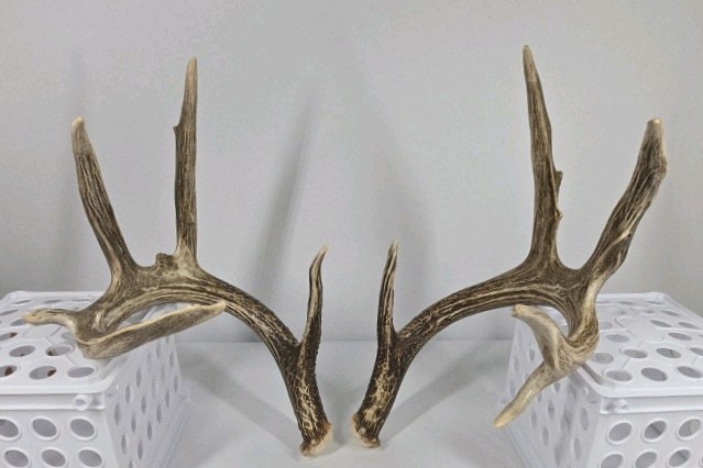 Whitetail Deer Antlers 10 Point Rack With Sticker Points Heavy Mass Wide Sweep - Combined (without spread) 125 12