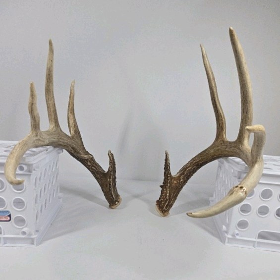 Whitetail Deer Antlers 10 Point Rack Heavy Mass Long Tines Character Pitted Bases - Combined (without spread) 122 14