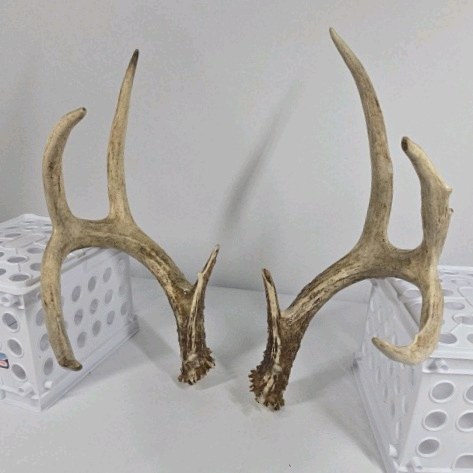 Whitetail Deer Antlers 10 Point Rack With Sticker Points Heavy Mass Wide Sweep - Combined (without spread) 125 12
