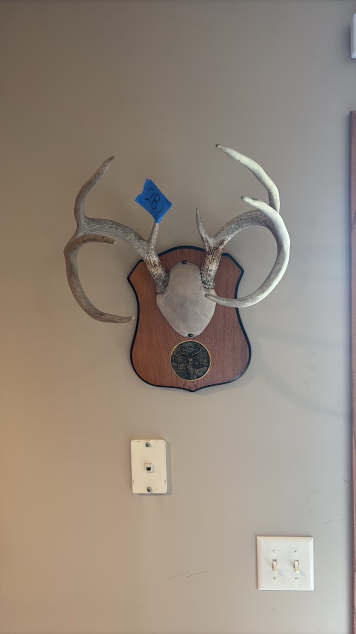 8-point deer rack  antlers