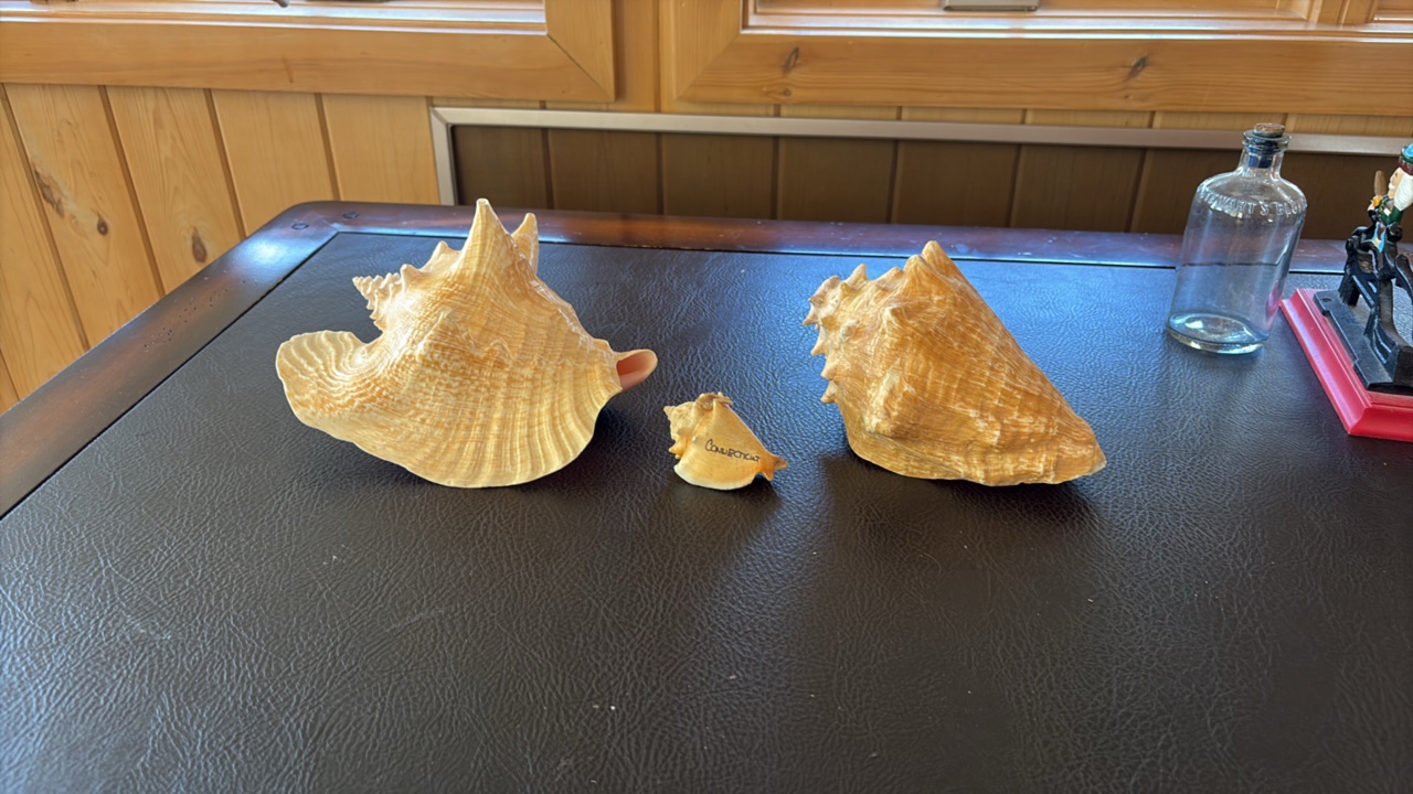 (3) Sea shells