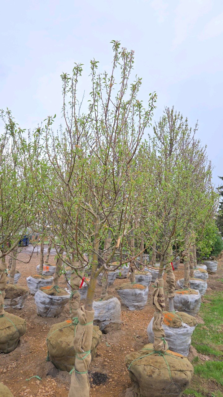 Spring Snow Crabapple