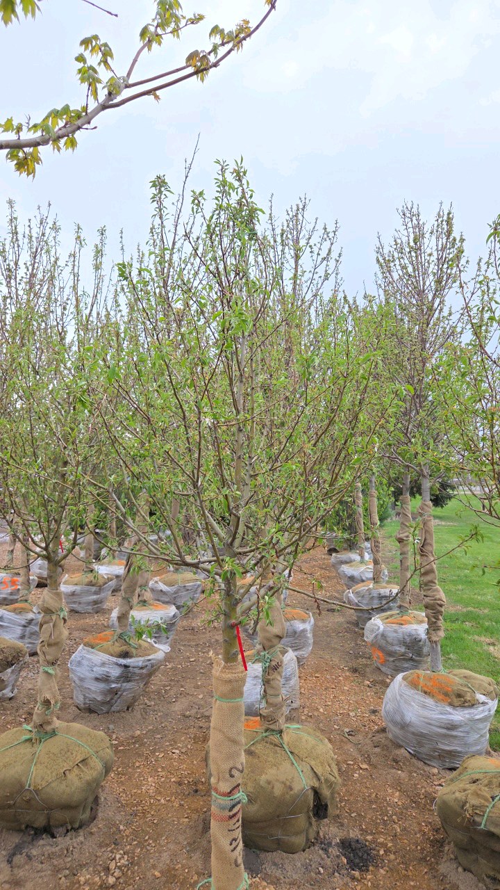 Spring Snow Crabapple