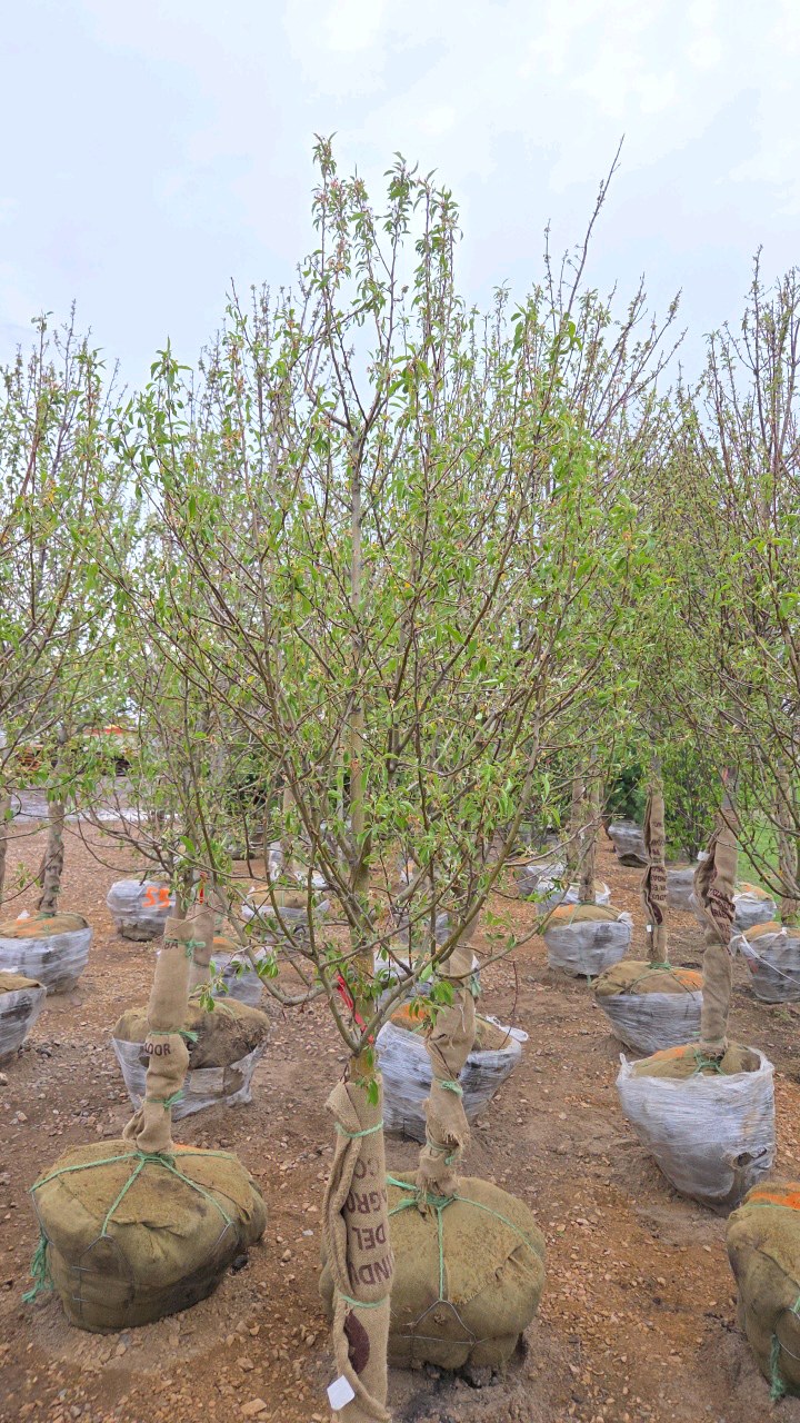 Spring Snow Crabapple