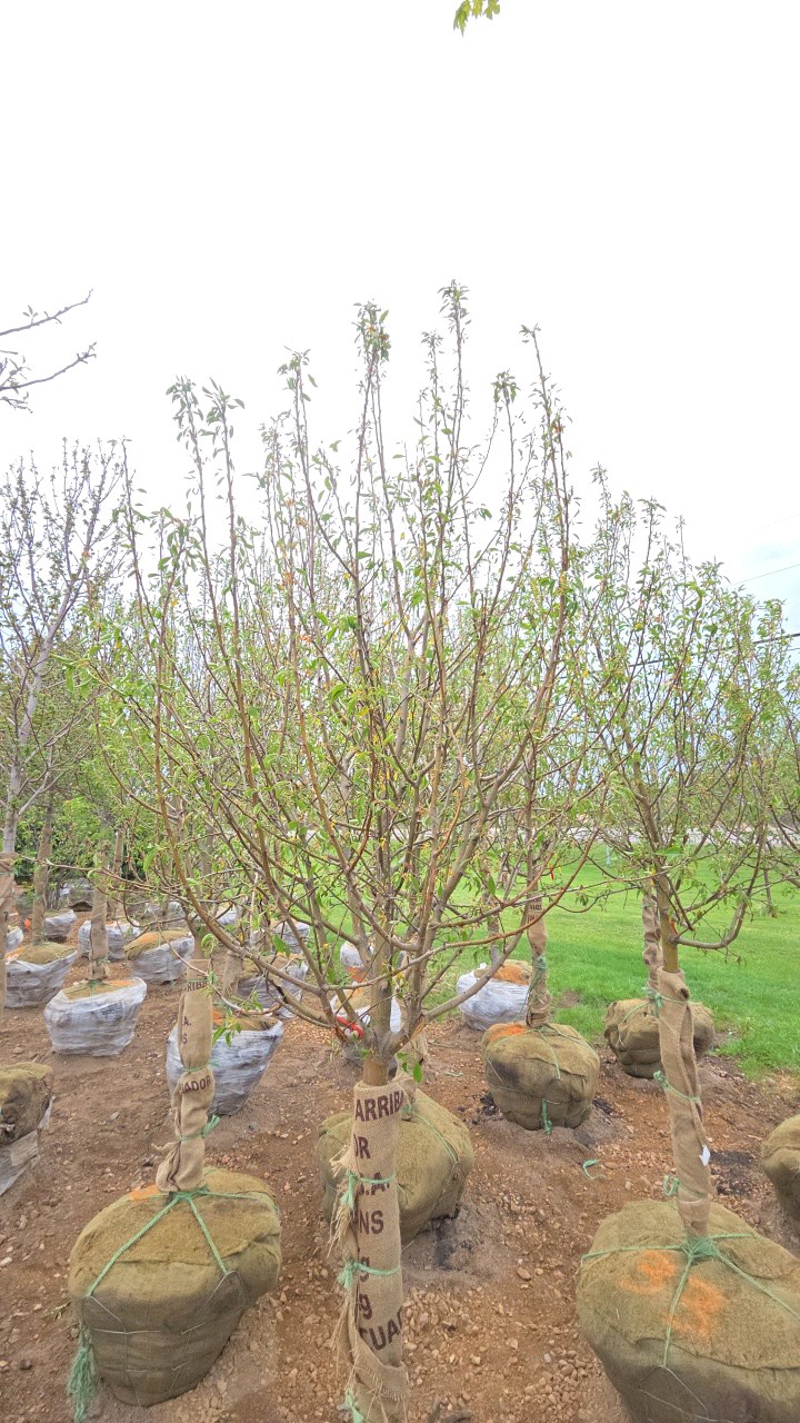 Spring Snow Crabapple