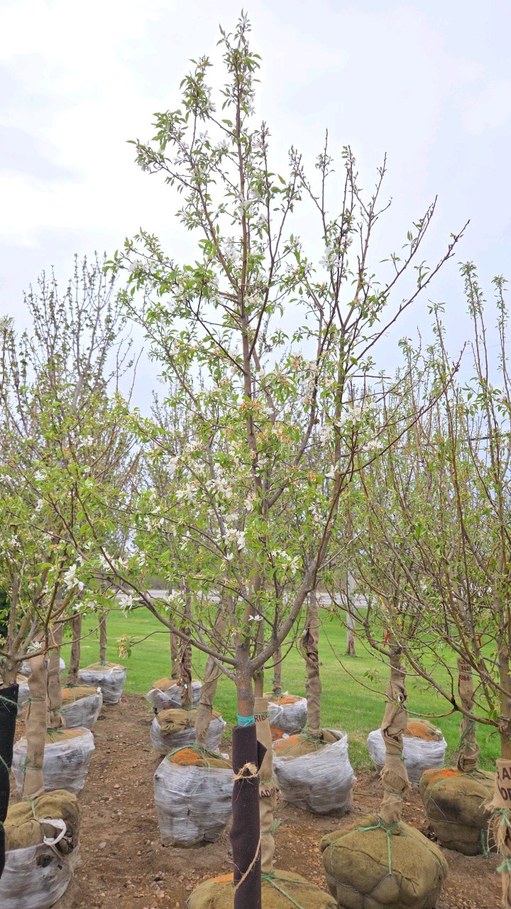 Spring Snow Crabapple