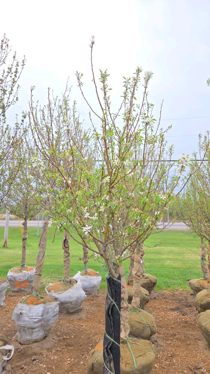 Spring Snow Crabapple