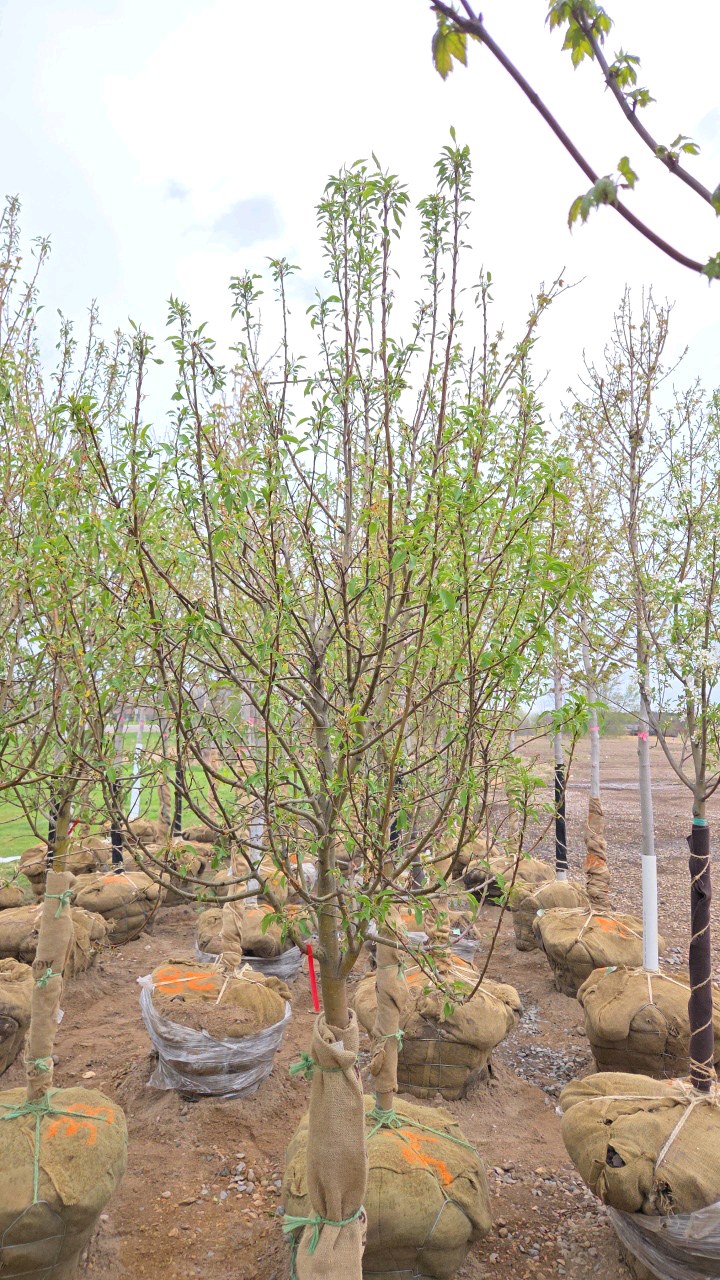 Spring Snow Crabapple