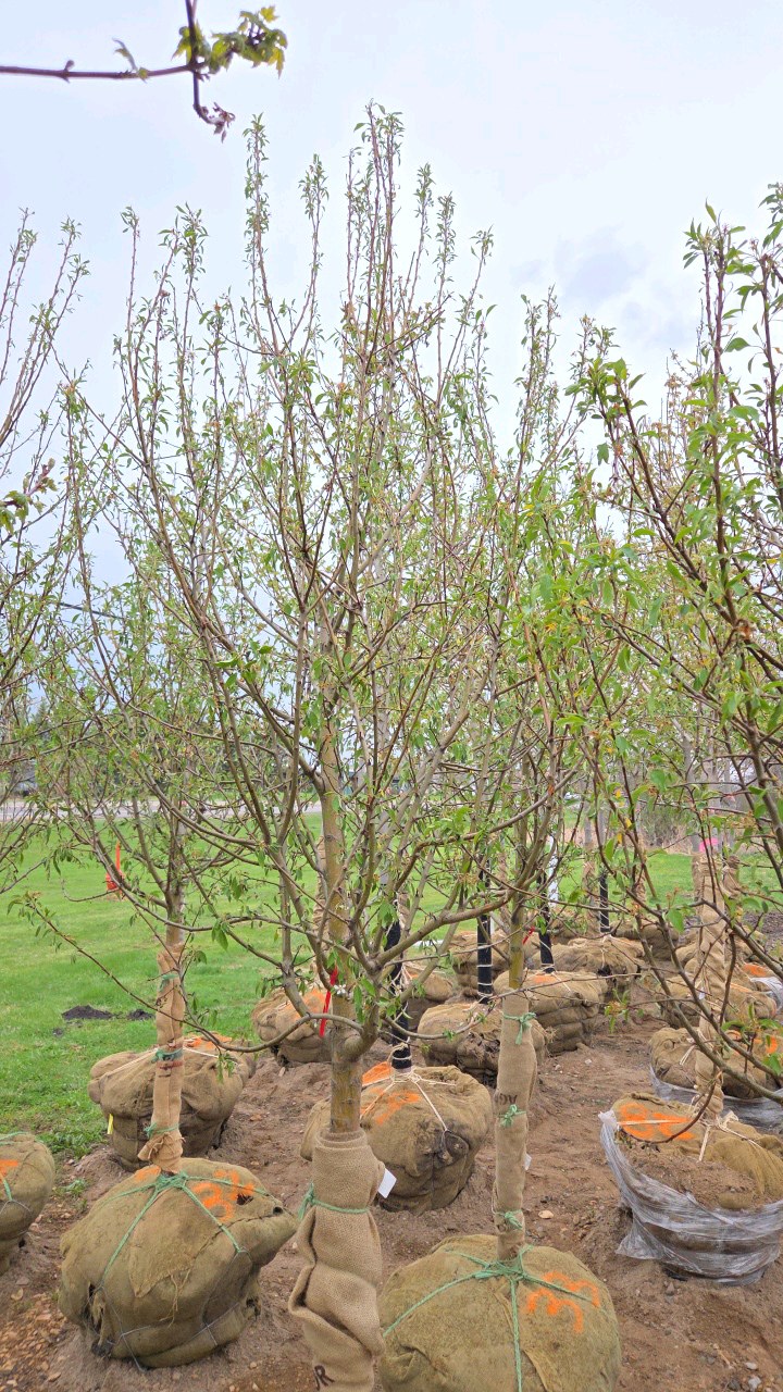 Spring Snow Crabapple