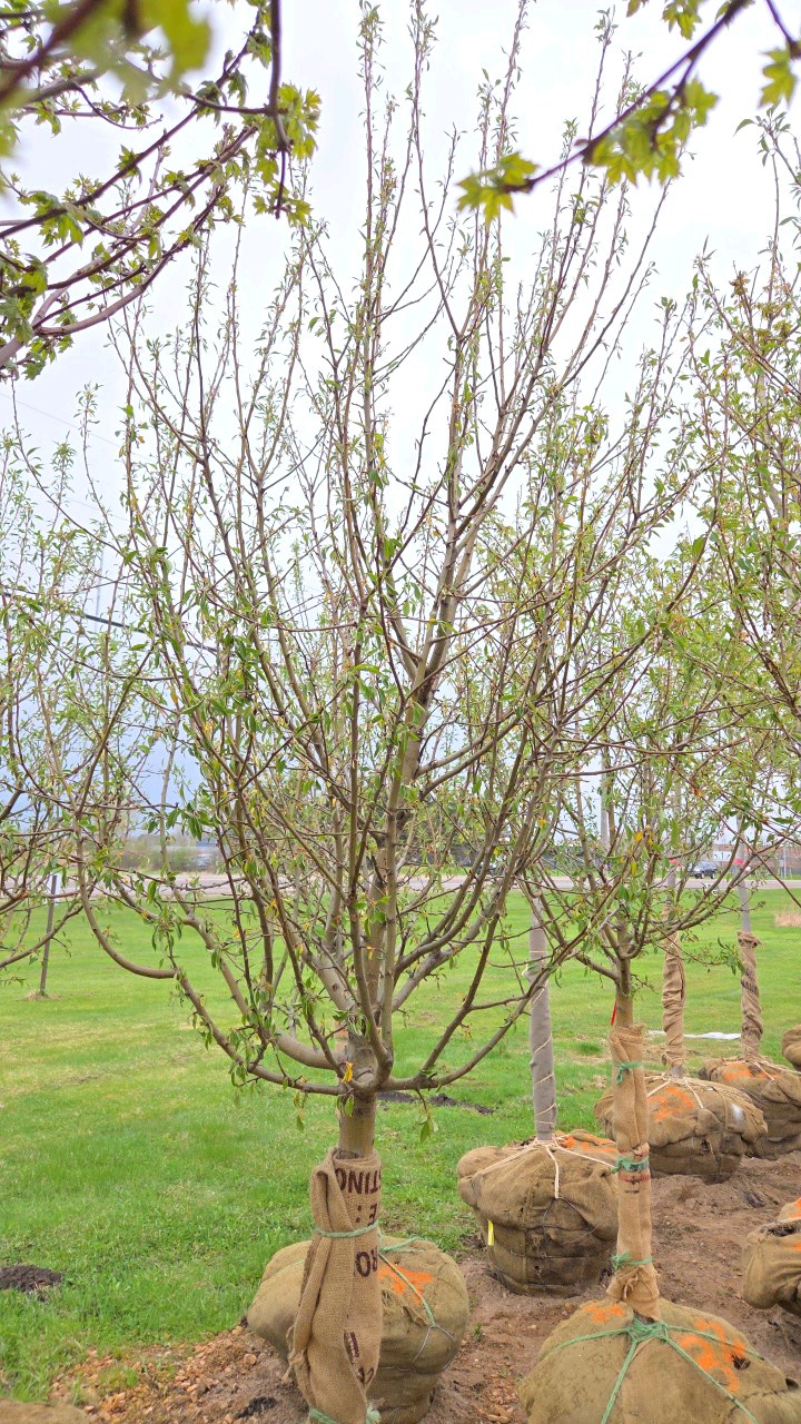 Spring Snow Crabapple