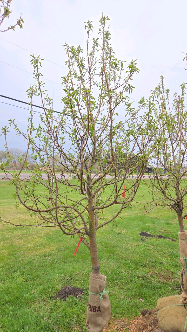 Spring Snow Crabapple