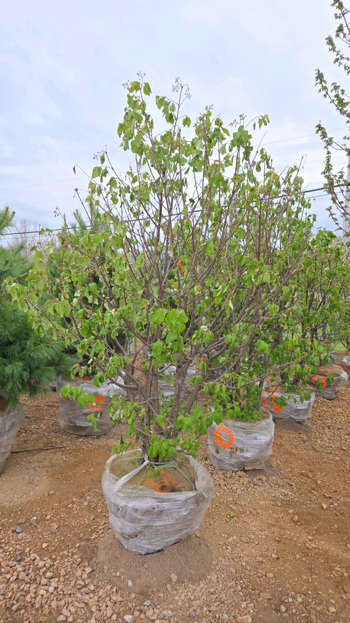 Japanese Lilac - Clump Style