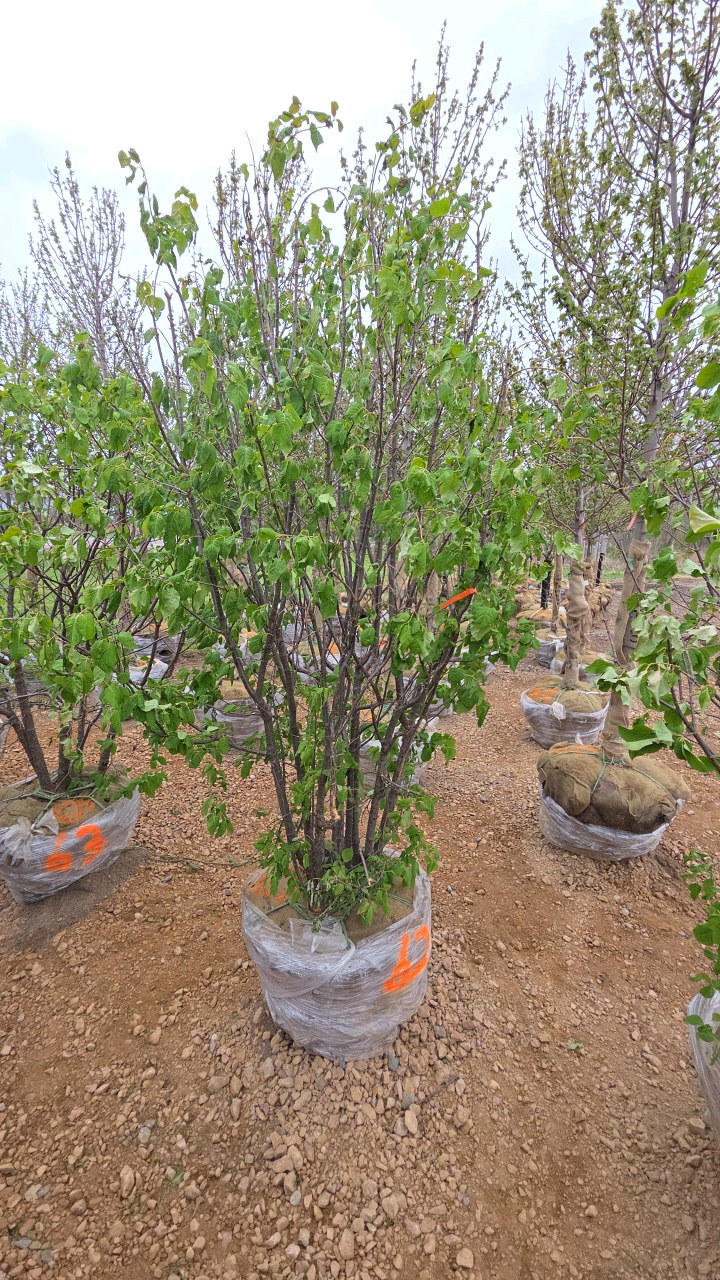 Japanese Lilac - Clump Style