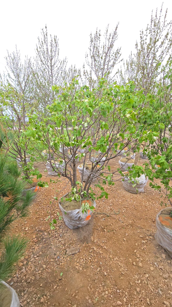 Japanese Lilac - Clump Style