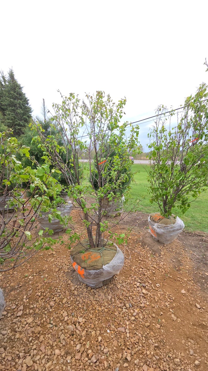 Japanese Lilac - Clump Style
