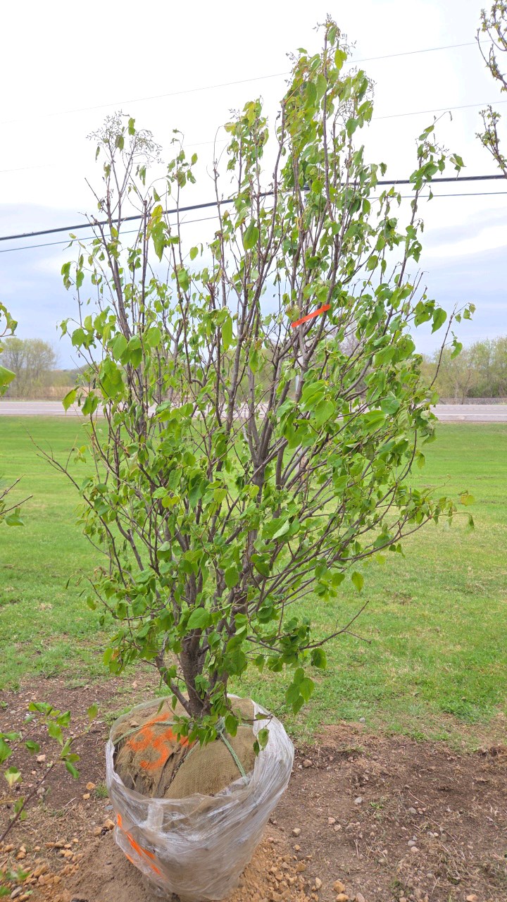 Japanese Lilac - Clump Style