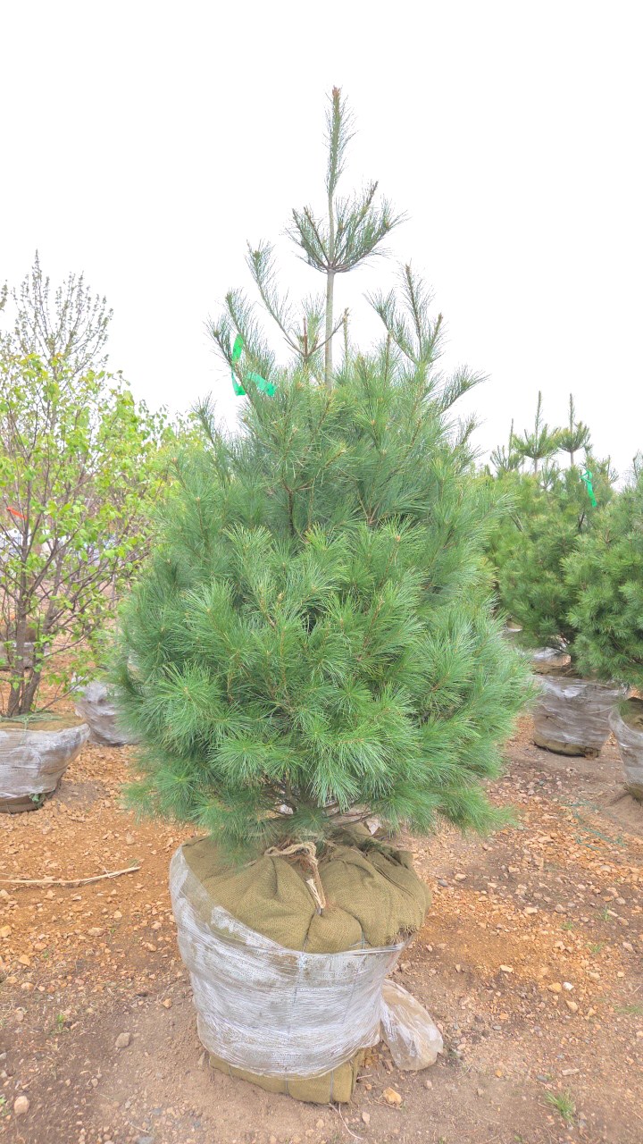 White Pine - 6