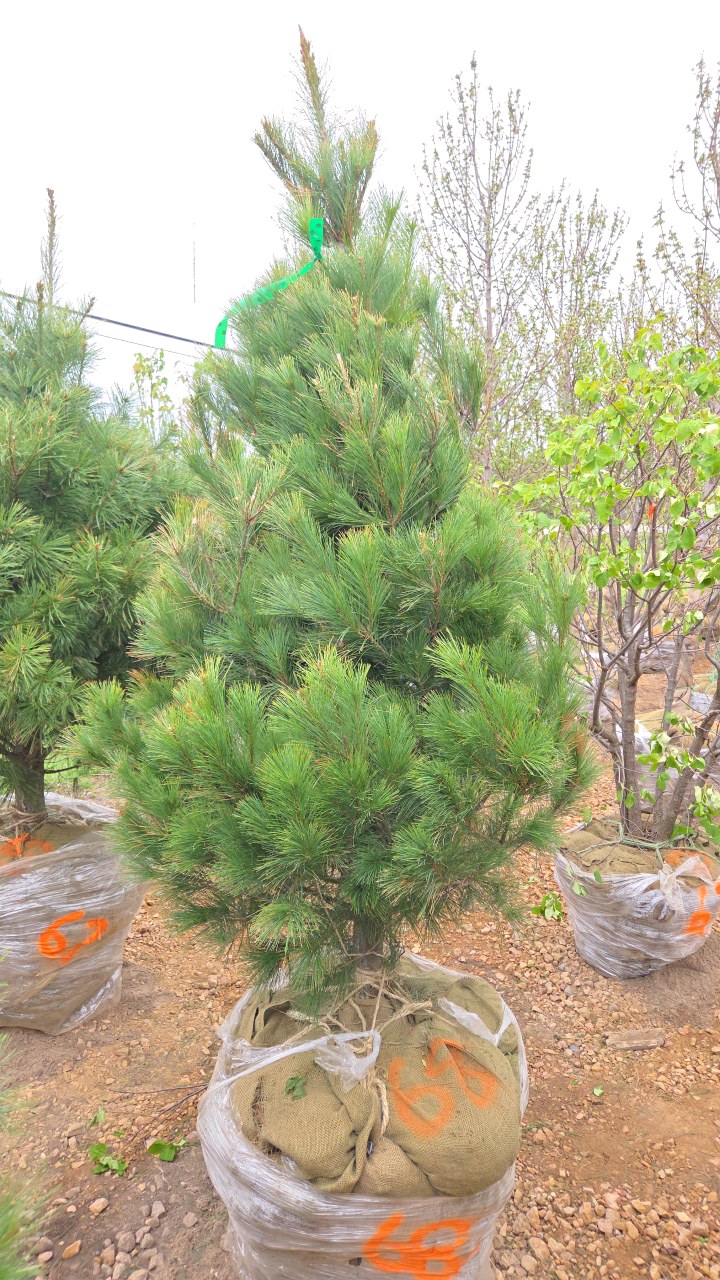 White Pine - 6