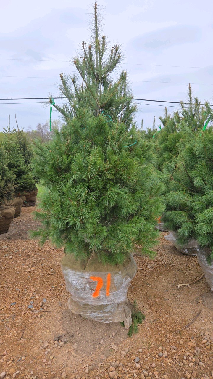 White Pine - 6