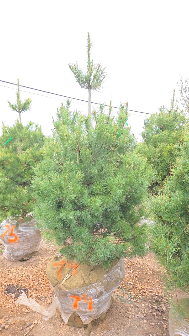 White Pine - 6