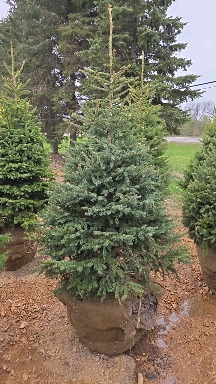 Black Hills Spruce