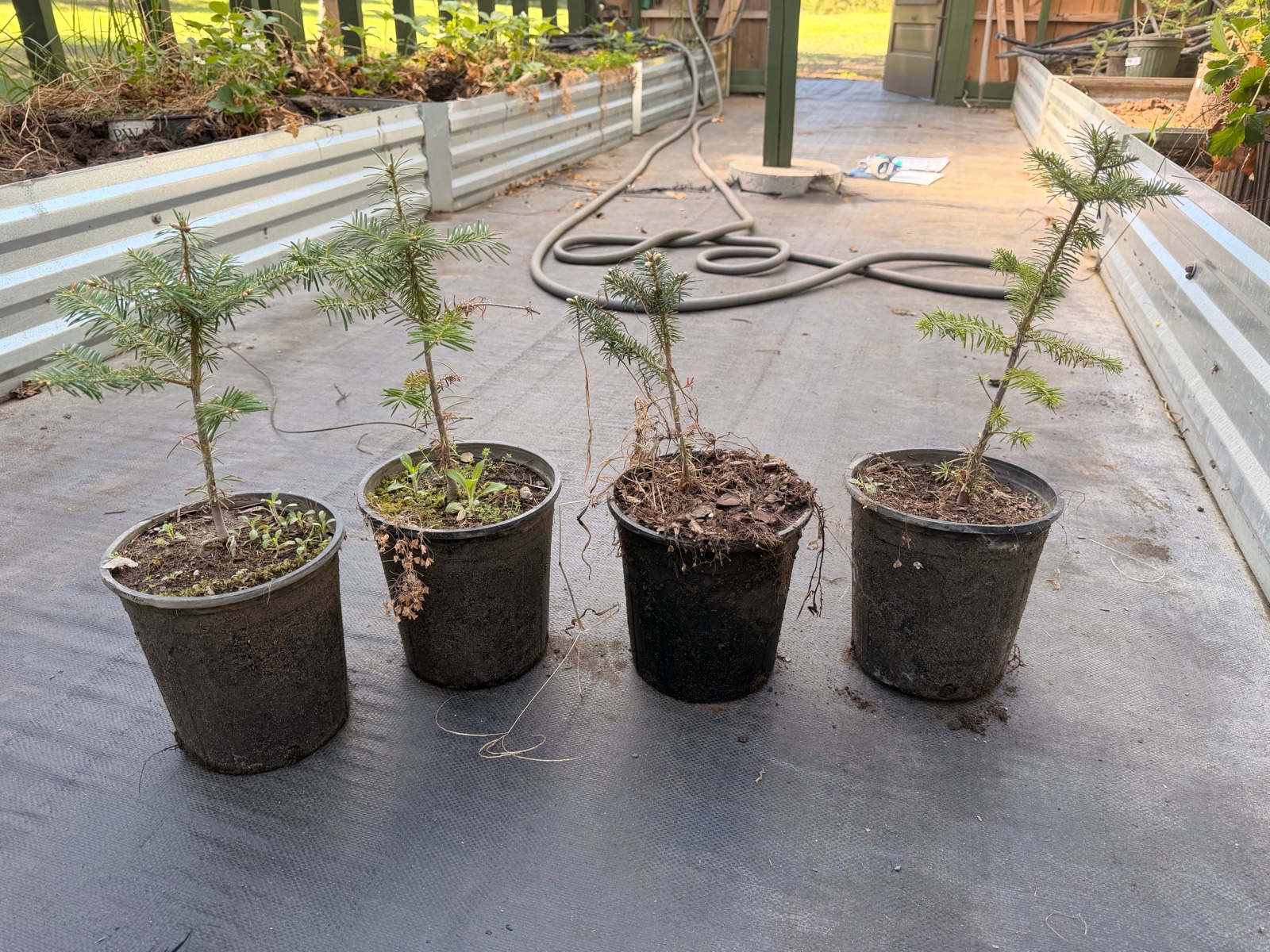 Lot of 4 Fraiser Fir Trees