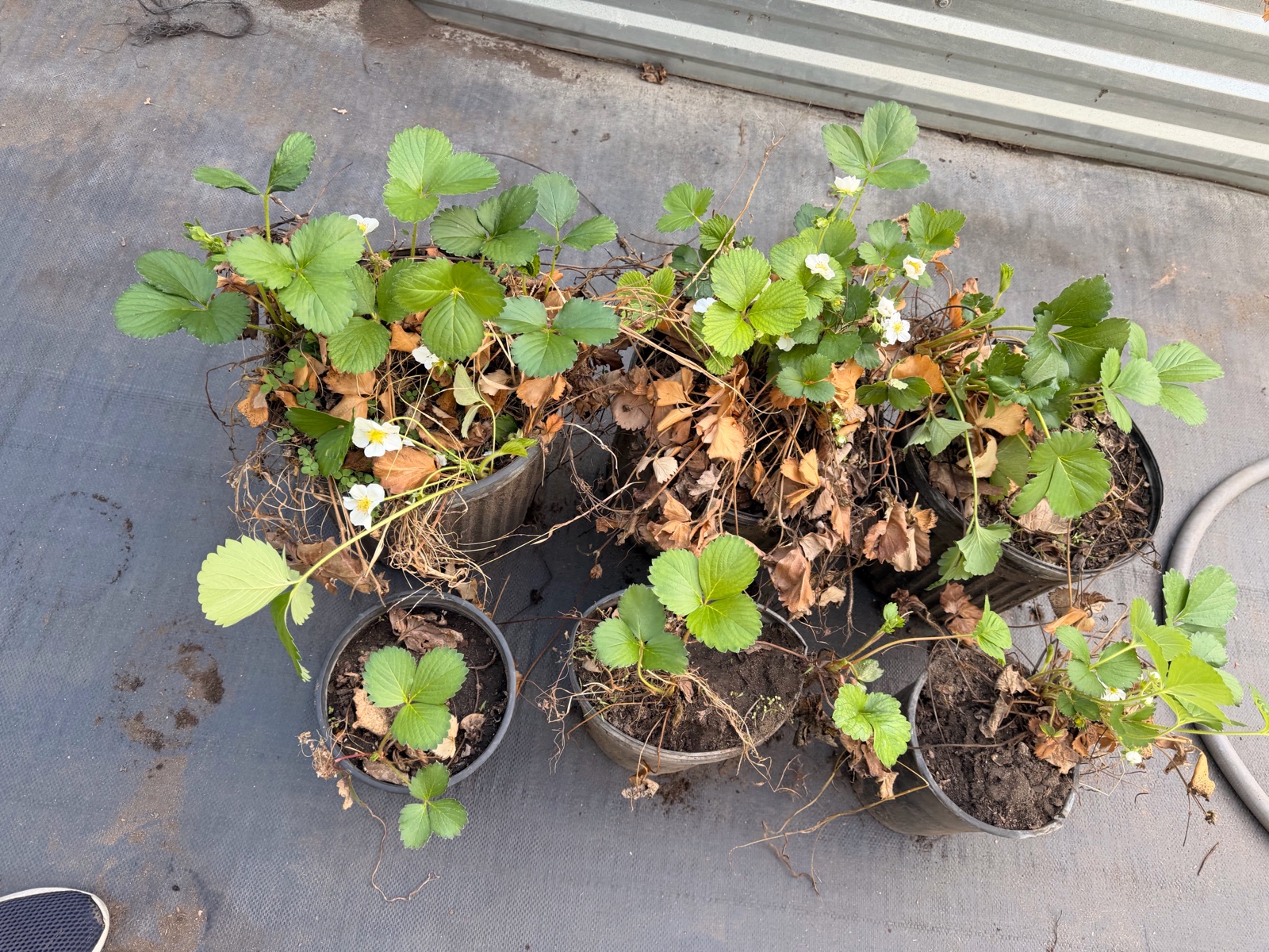 6 Various sized Strawberry Plants