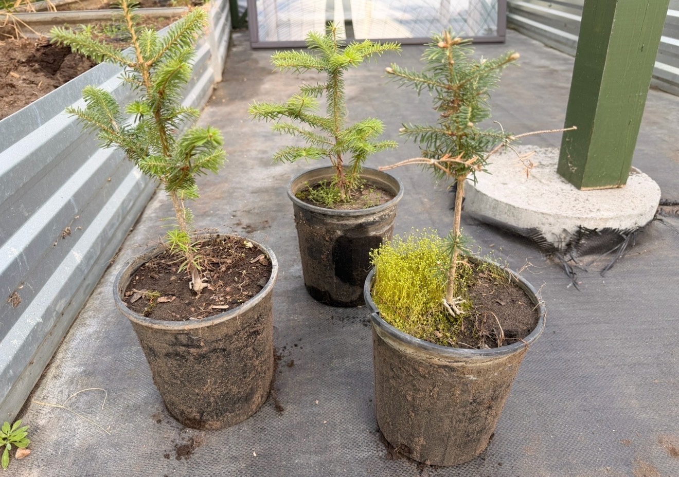 3 Potted Fraiser Fir Trees